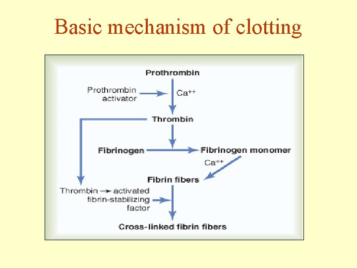 Basic mechanism of clotting 