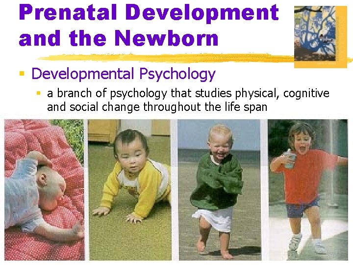 Prenatal Development and the Newborn § Developmental Psychology § a branch of psychology that