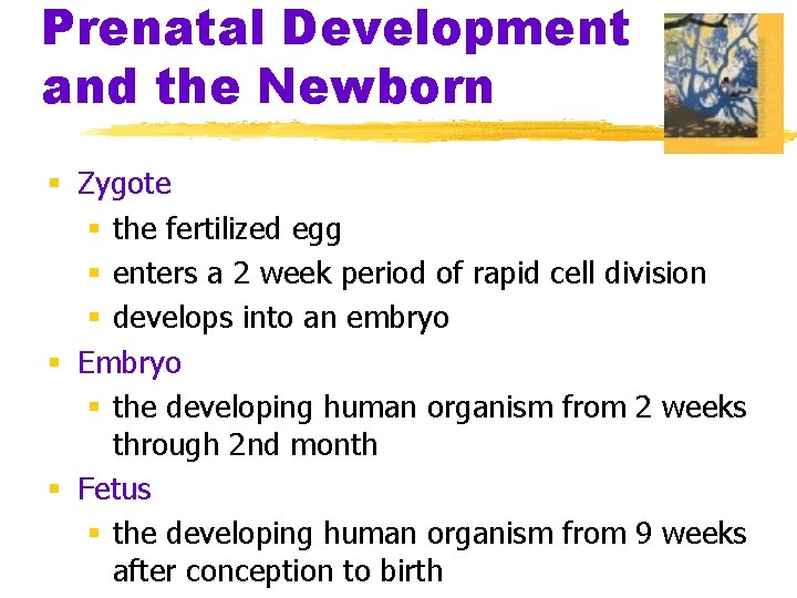 Prenatal Development and the Newborn § Zygote § the fertilized egg § enters a