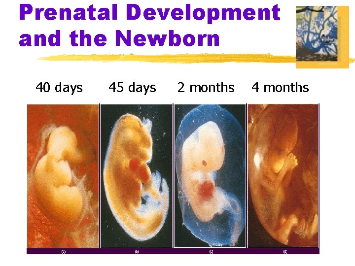 Prenatal Development and the Newborn 40 days 45 days 2 months 4 months 