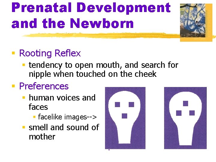 Prenatal Development and the Newborn § Rooting Reflex § tendency to open mouth, and