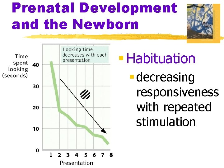 Prenatal Development and the Newborn § Habituation § decreasing responsiveness with repeated stimulation 