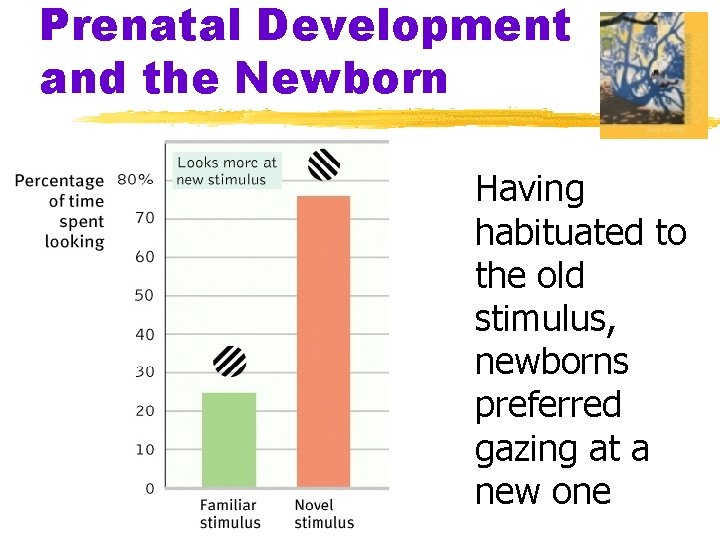 Prenatal Development and the Newborn Having habituated to the old stimulus, newborns preferred gazing