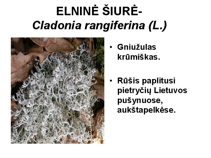 ELNINĖ ŠIURĖCladonia rangiferina (L. ) • Gniužulas krūmiškas. • Rūšis paplitusi pietryčių Lietuvos pušynuose,