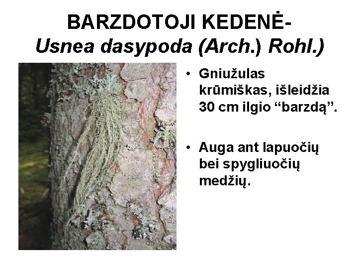 BARZDOTOJI KEDENĖUsnea dasypoda (Arch. ) Rohl. ) • Gniužulas krūmiškas, išleidžia 30 cm ilgio