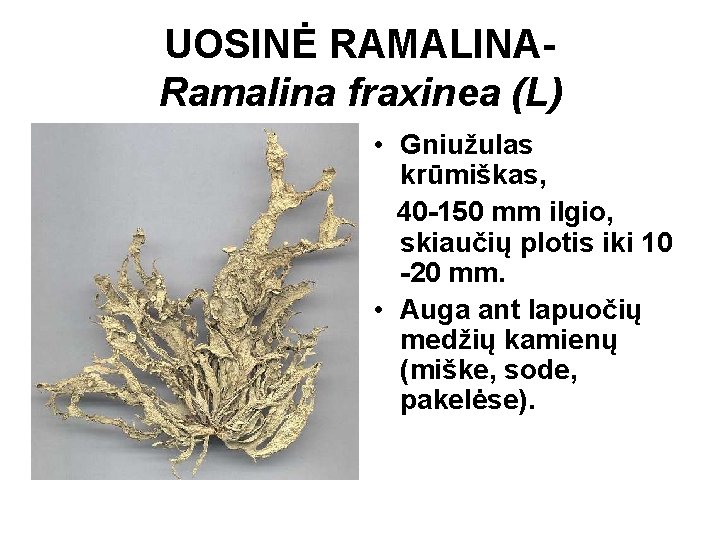 UOSINĖ RAMALINARamalina fraxinea (L) • Gniužulas krūmiškas, 40 -150 mm ilgio, skiaučių plotis iki