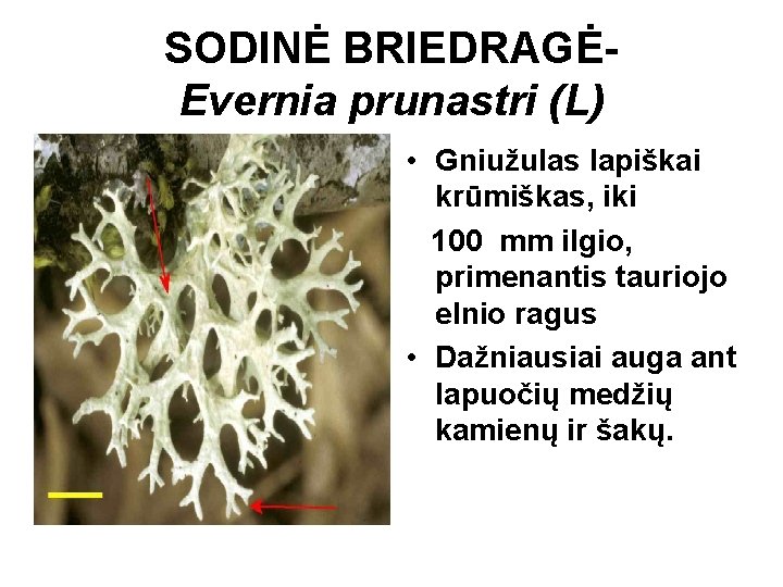 SODINĖ BRIEDRAGĖEvernia prunastri (L) • Gniužulas lapiškai krūmiškas, iki 100 mm ilgio, primenantis tauriojo