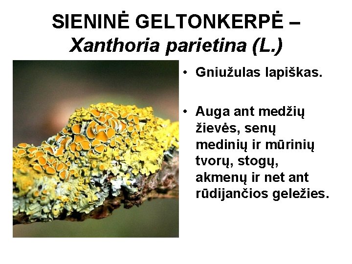 SIENINĖ GELTONKERPĖ – Xanthoria parietina (L. ) • Gniužulas lapiškas. • Auga ant medžių