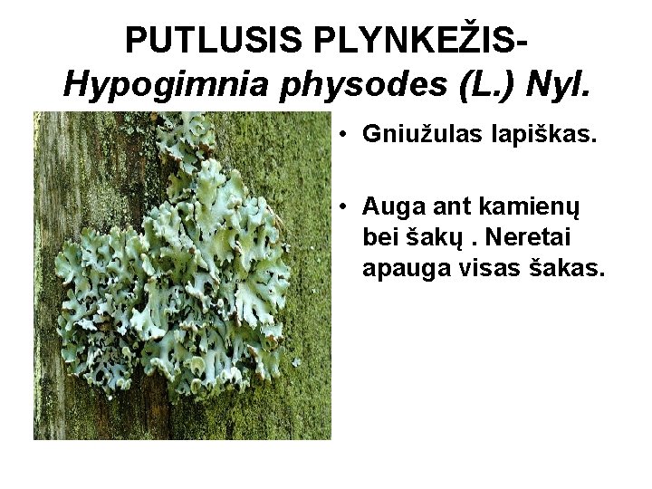 PUTLUSIS PLYNKEŽISHypogimnia physodes (L. ) Nyl. • Gniužulas lapiškas. • Auga ant kamienų bei