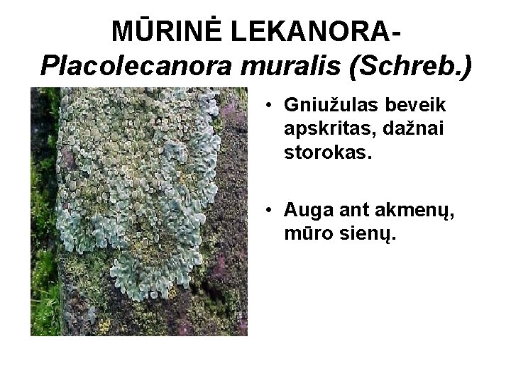 MŪRINĖ LEKANORAPlacolecanora muralis (Schreb. ) • Gniužulas beveik apskritas, dažnai storokas. • Auga ant