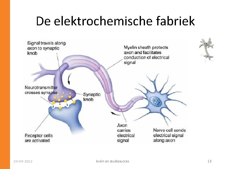 De elektrochemische fabriek 20 -09 -2012 brein en studiesucces 13 