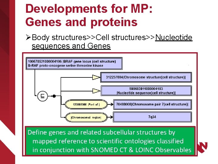 Developments for MP: Genes and proteins Ø Body structures>>Cell structures>>Nucleotide sequences and Genes Ø