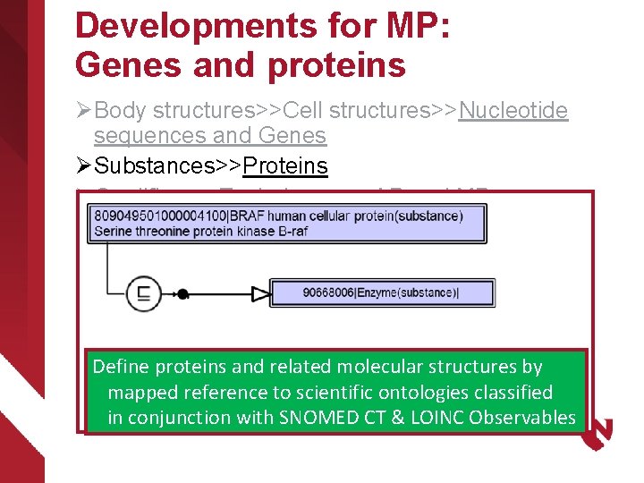 Developments for MP: Genes and proteins Ø Body structures>>Cell structures>>Nucleotide sequences and Genes Ø