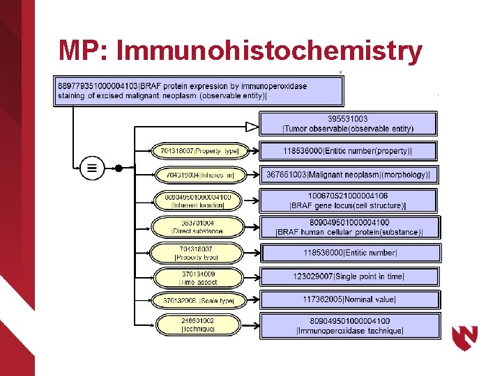 MP: Immunohistochemistry 