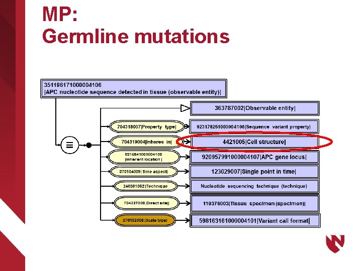 MP: Germline mutations 