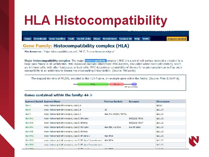 HLA Histocompatibility 
