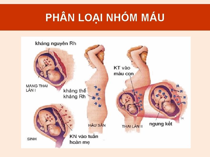 2. PH N Mục LOẠI đích NHÓM truyền. MÁU máu 