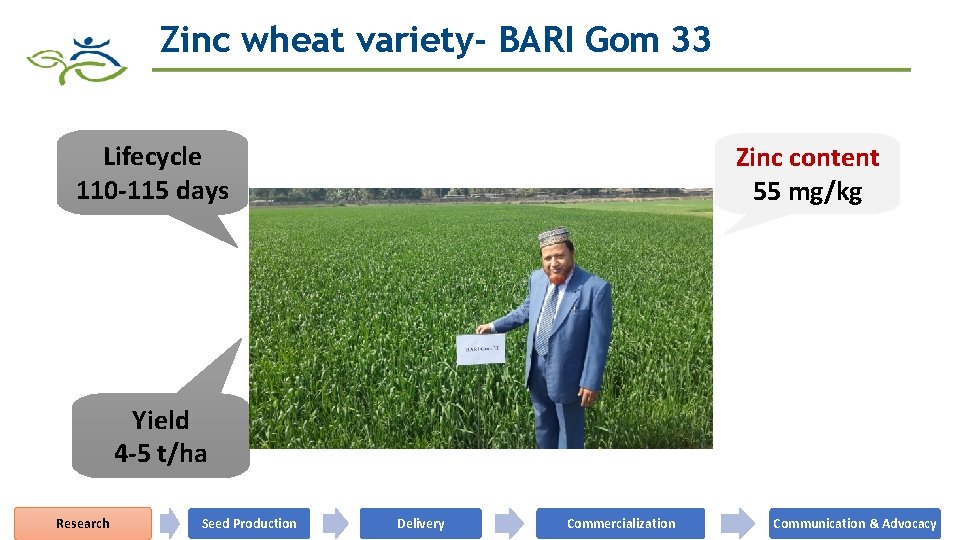 Zinc wheat variety- BARI Gom 33 Lifecycle 110 -115 days Zinc content 55 mg/kg