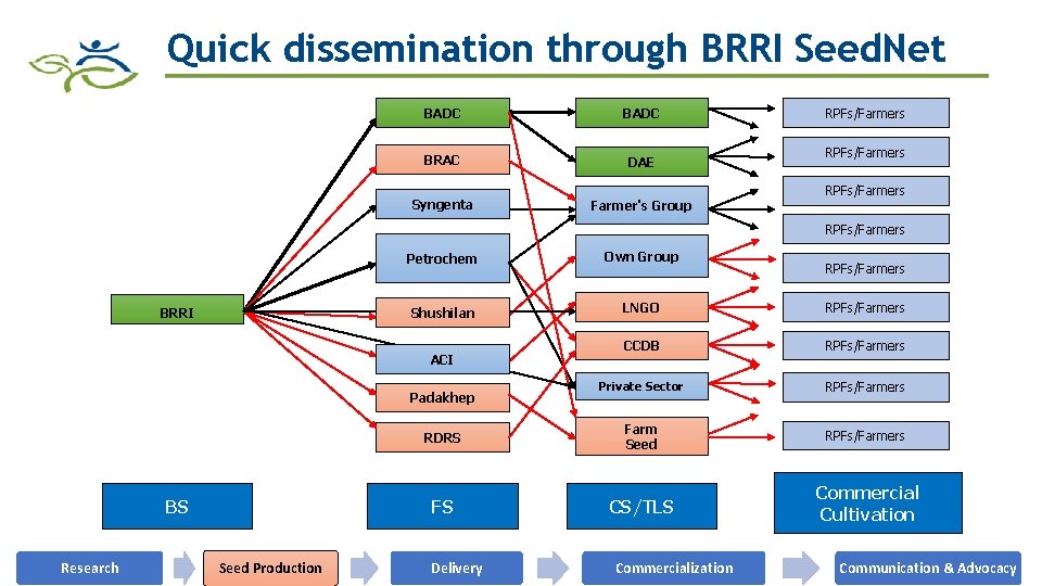 Quick dissemination through BRRI Seed. Net BADC BRAC DAE Syngenta Farmer's Group RPFs/Farmers BRRI