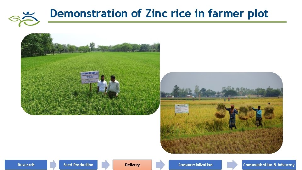 Demonstration of Zinc rice in farmer plot Research Seed Production Delivery Commercialization Communication &