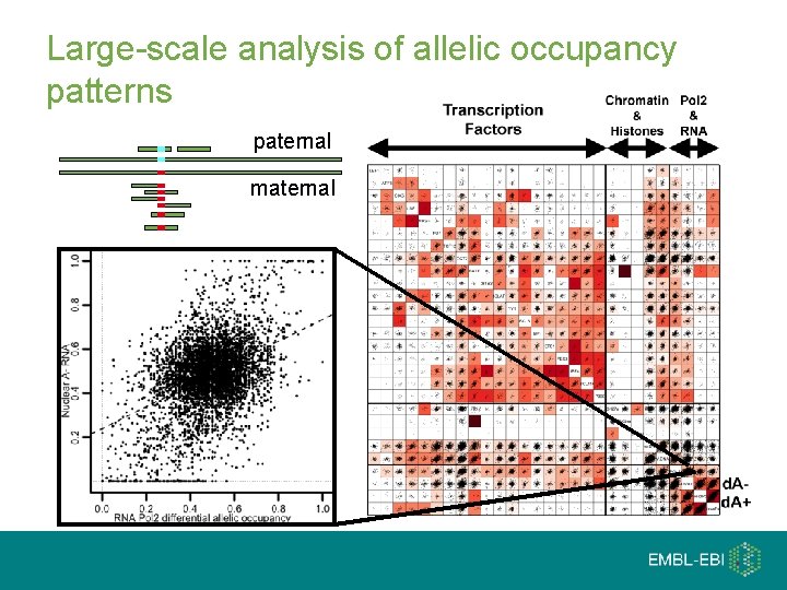 Large-scale analysis of allelic occupancy patterns paternal maternal 