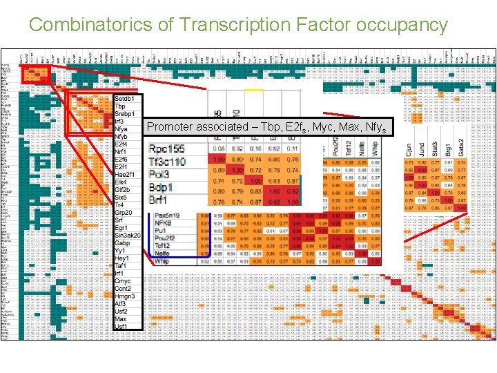 Combinatorics of Transcription Factor occupancy Promoter associated – Tbp, E 2 fs, Myc, Max,