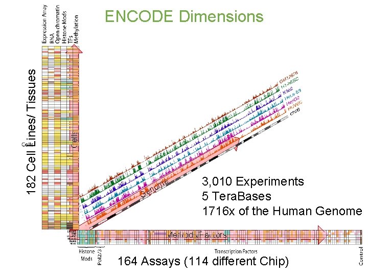 Cells 182 Cell Lines/ Tissues ENCODE Dimensions Ge m no e 3, 010 Experiments