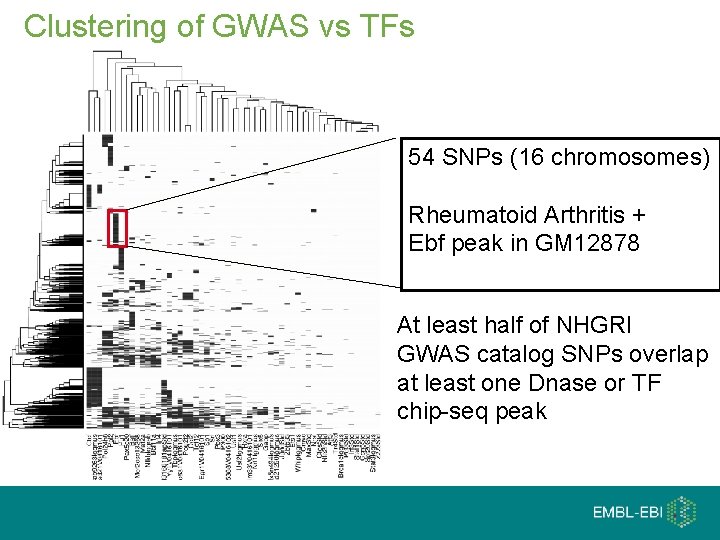 Clustering of GWAS vs TFs 54 SNPs (16 chromosomes) Rheumatoid Arthritis + Ebf peak