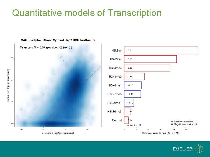 Quantitative models of Transcription 