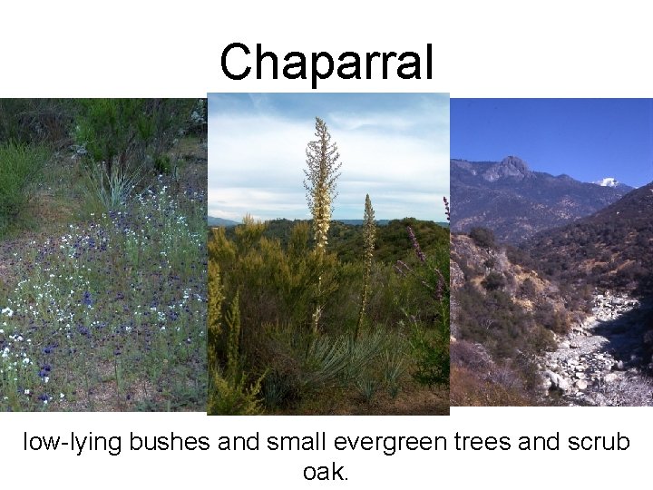 Chaparral low-lying bushes and small evergreen trees and scrub oak. 