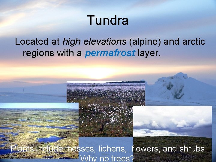 Tundra Located at high elevations (alpine) and arctic regions with a permafrost layer. Plants