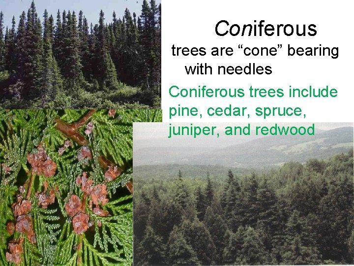 Coniferous trees are “cone” bearing with needles Coniferous trees include pine, cedar, spruce, juniper,