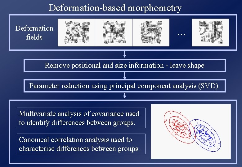 Deformation-based morphometry Deformation fields . . . Remove positional and size information - leave