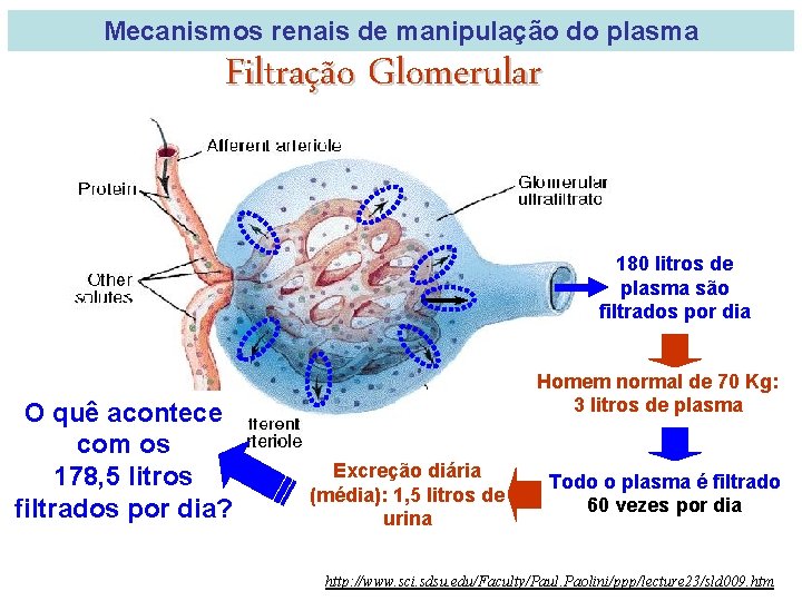 Mecanismos renais de manipulação do plasma Filtração Glomerular 180 litros de plasma são filtrados