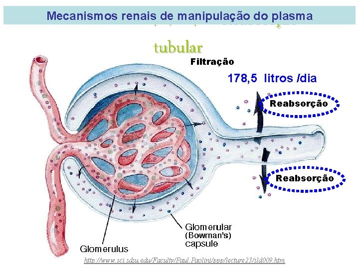 Reabsorção Mecanismos de manipulação do plasma Mecanismos renais de manipulação do plasma tubular Filtração