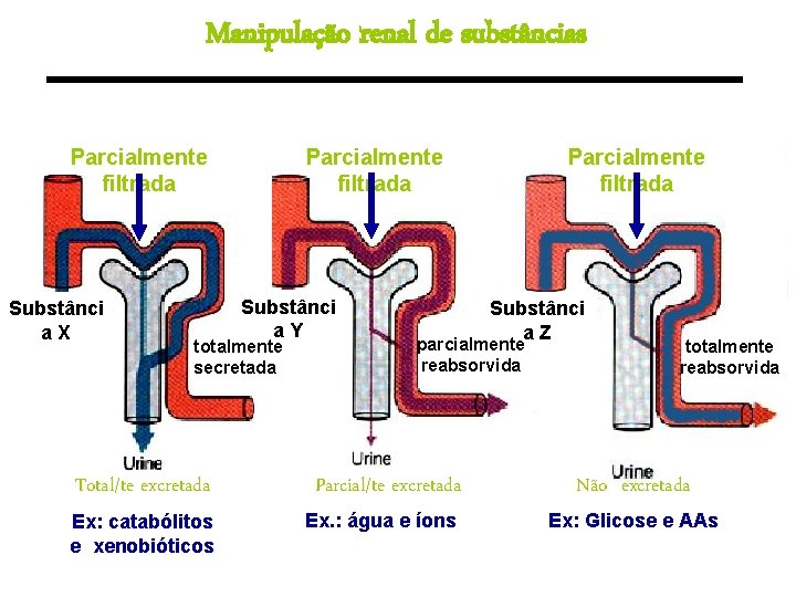 Manipulação renal de substâncias Parcialmente filtrada Substânci a. X Parcialmente filtrada Substânci a. Y