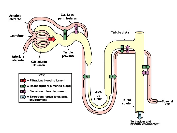 Capilares peritubulares Arteríola eferente Túbulo distal Glomérulo Arteríola aferente Túbulo proximal Cápsula de Bowman