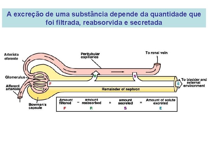 A excreção de uma substância depende da quantidade que foi filtrada, reabsorvida e secretada