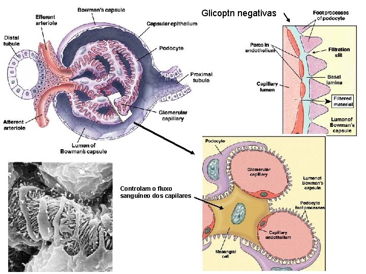 Glicoptn negativas Controlam o fluxo sanguíneo dos capilares 