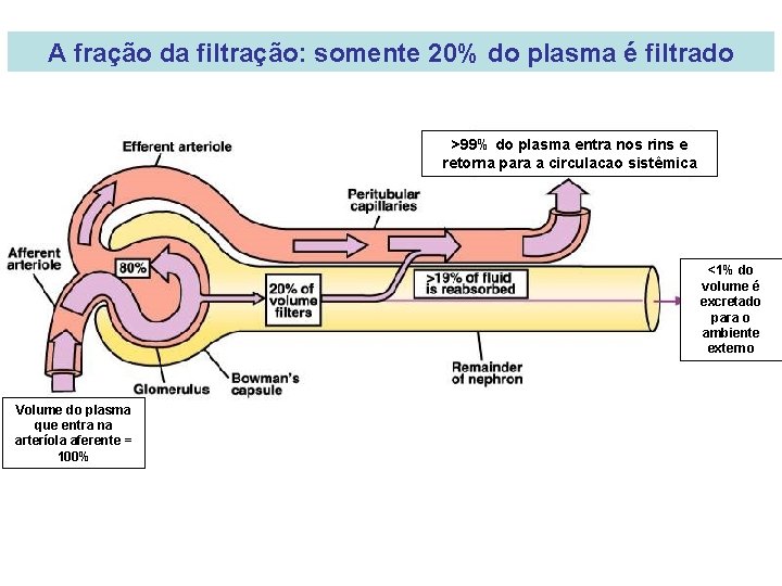 A fração da filtração: somente 20% do plasma é filtrado >99% do plasma entra