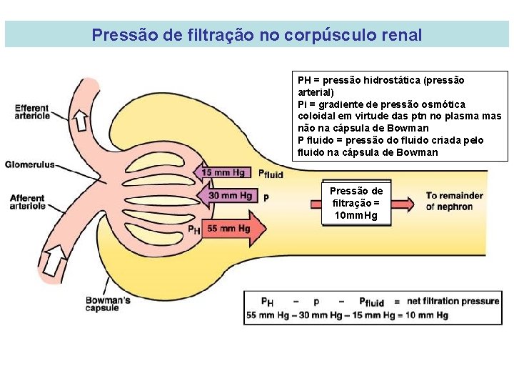 Pressão de filtração no corpúsculo renal PH = pressão hidrostática (pressão arterial) Pi =