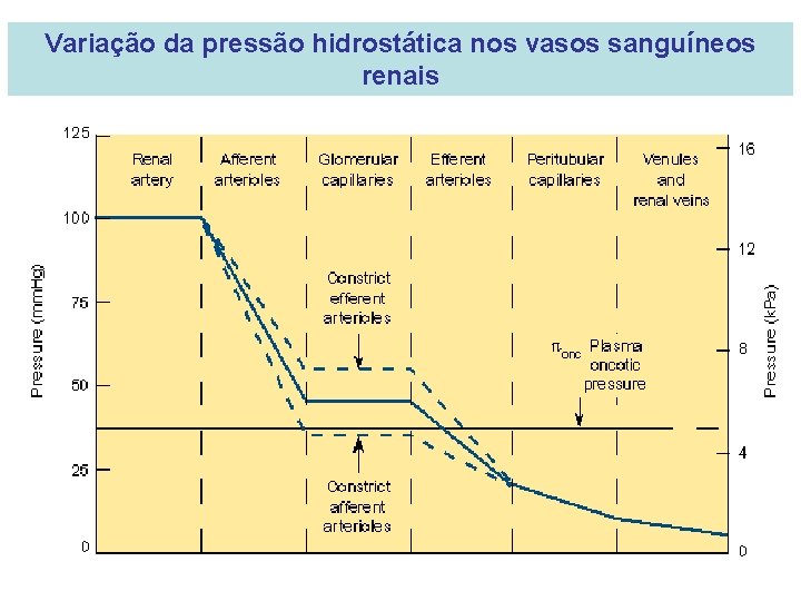 Variação da pressão hidrostática nos vasos sanguíneos renais 