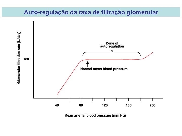 Auto-regulação da taxa de filtração glomerular 