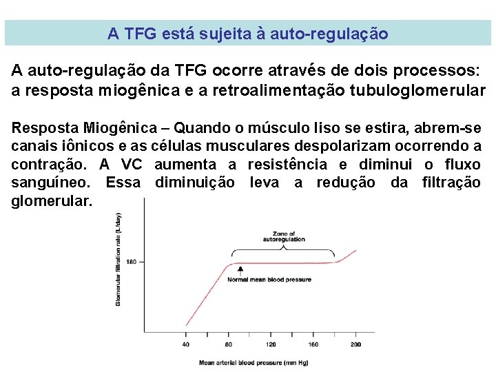 A TFG está sujeita à auto-regulação A auto-regulação da TFG ocorre através de dois