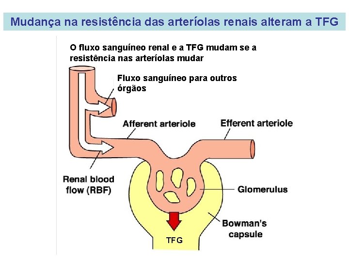 Mudança na resistência das arteríolas renais alteram a TFG O fluxo sanguíneo renal e