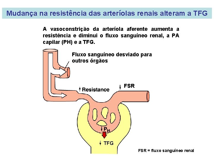 Mudança na resistência das arteríolas renais alteram a TFG A vasoconstrição da arteríola aferente
