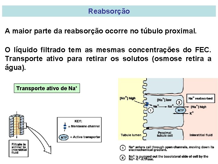 Reabsorção A maior parte da reabsorção ocorre no túbulo proximal. O líquido filtrado tem