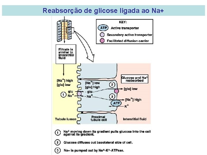 Reabsorção de glicose ligada ao Na+ 