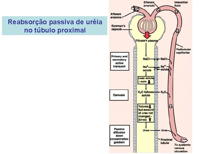 Reabsorção passiva de uréia no túbulo proximal 