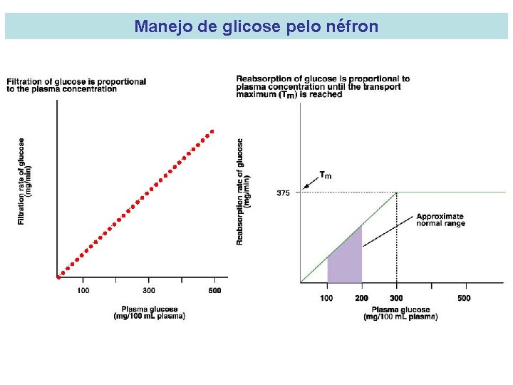 Manejo de glicose pelo néfron 